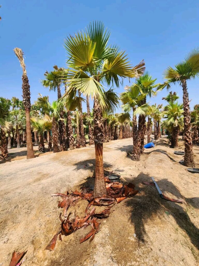 1d6ca4c5-057d-4ec2-9aab-283df9a11f6a (1)